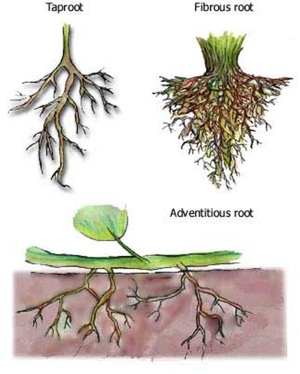rootsystems