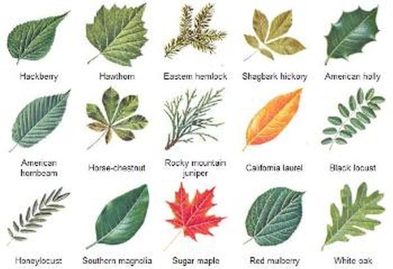 types-of-leaves
